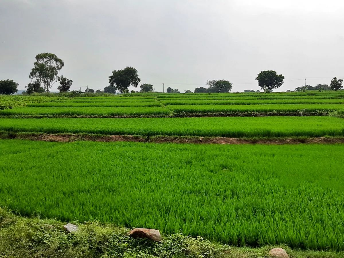 Farm Glimpse